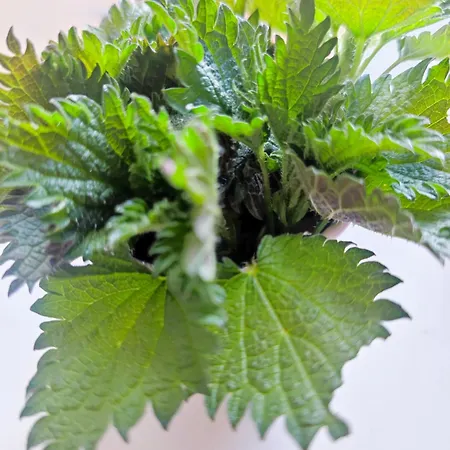 Дом отдыха Slow Huts