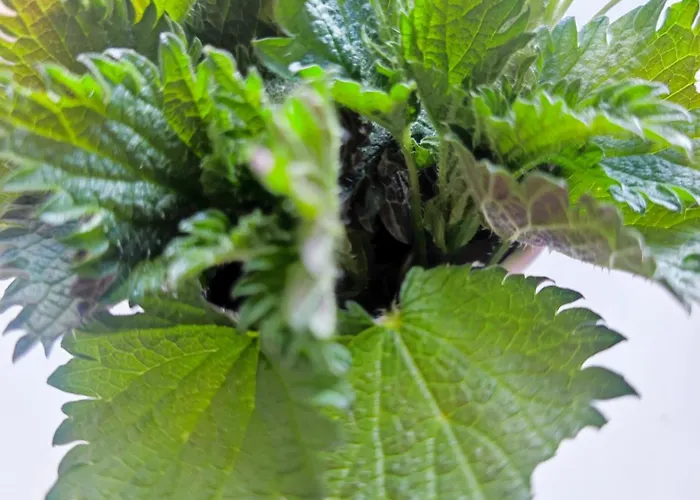 Dom wakacyjny Slow Huts